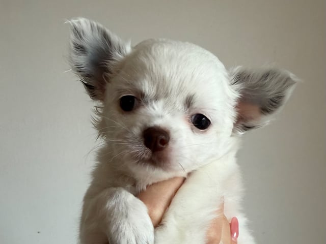 Puppy: MARILYN