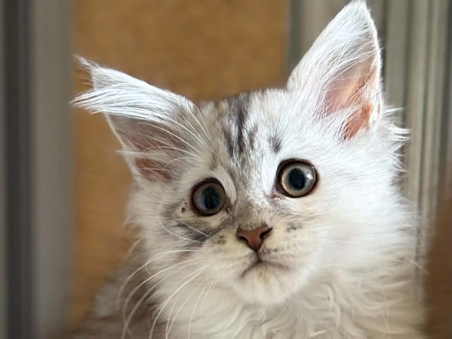 kitten: S*Acoonitum's Raven