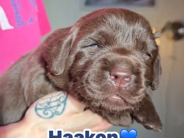Labrador retriever · Erdal · Annettes Dreamangel