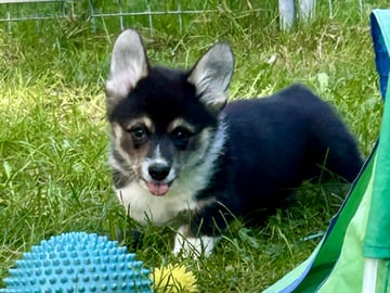 Welsh corgi pembroke · Spydeberg · Spydebergspoten