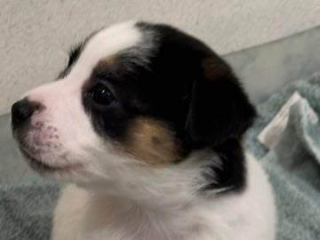 Limelight Kennels