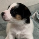 Jack Russell terrier