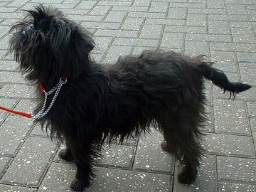 Affenpinscher