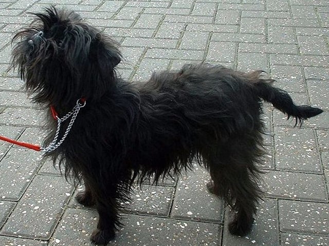 Affenpinscher