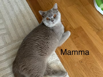 SE* Paws of mischief’s