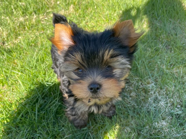Yorkshire terrier