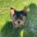 Yorkshireterrier