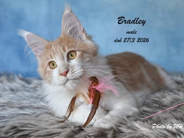 Bradley