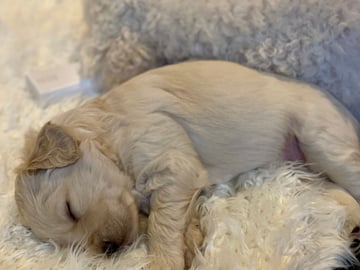 Bernedoodle · Hallstahammar · Smillas doodlar