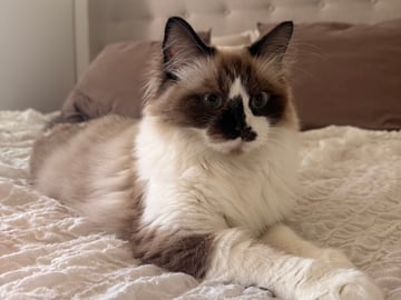 Ragdoll · Helsingborg · Victoria P.