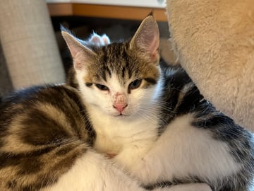 Bondkatt · Sävsjö · Zsolt H.