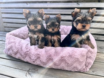 Mount Yorkie