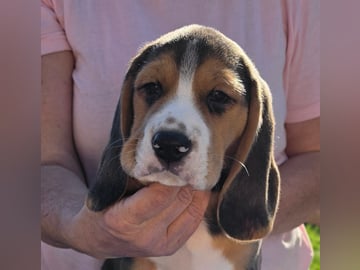 Beagle · Grimslöv · Marie H.
