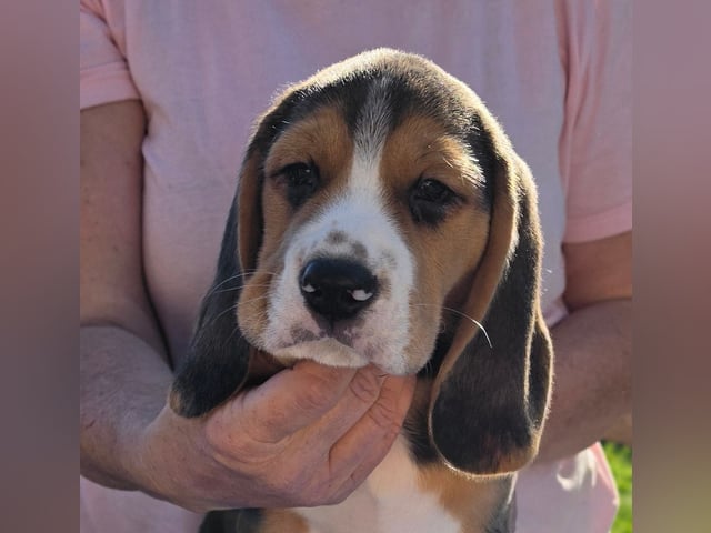 Beagle · Grimslöv · Marie H.