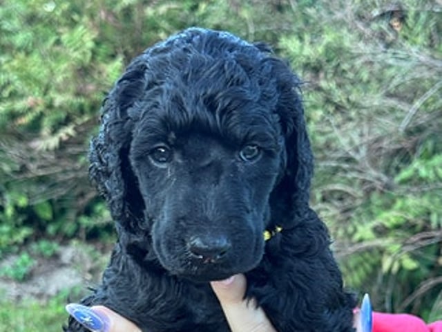 Standard Poodle · Svinndal · Ewa Szczepanska