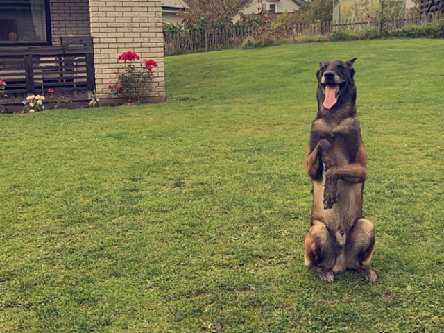 Belgisk hyrdehund – malinois