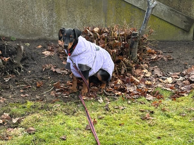 Dobermann