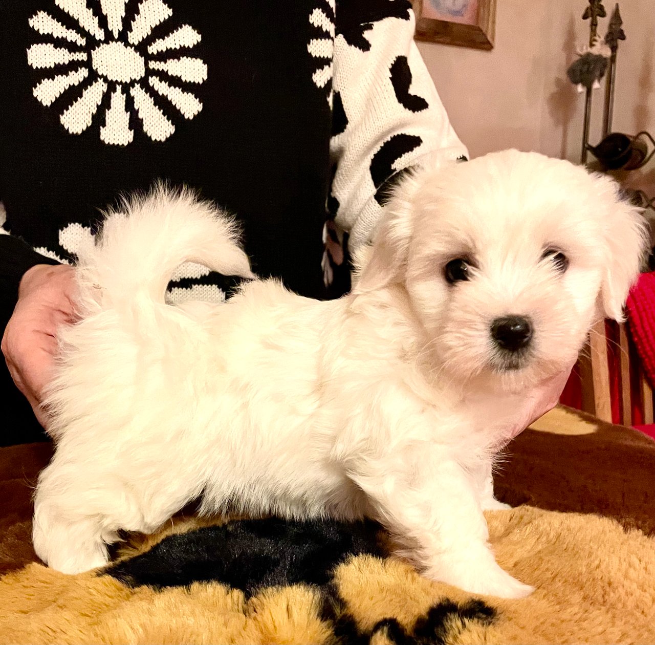White Forest Kennel