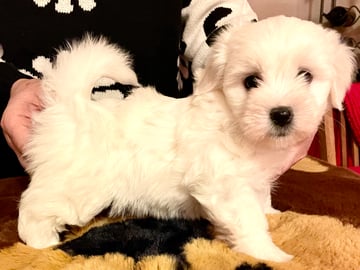 White Forest Kennel
