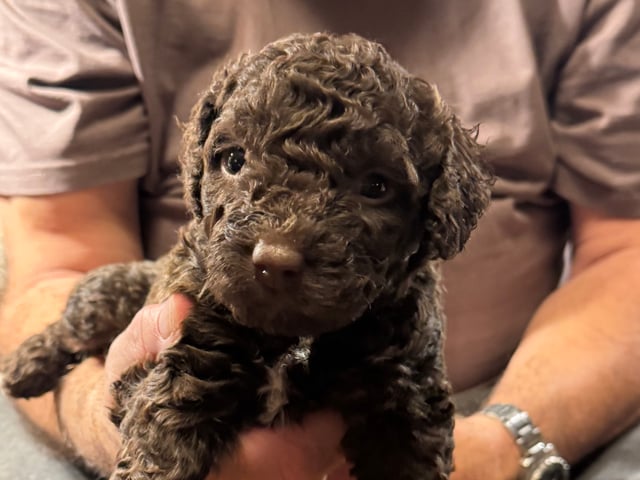 Goldies Prima