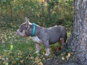American Bully · Upplands väsby · Lion.bullys
