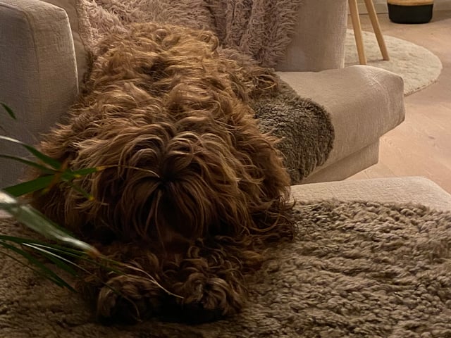 Portugisisk vandhund