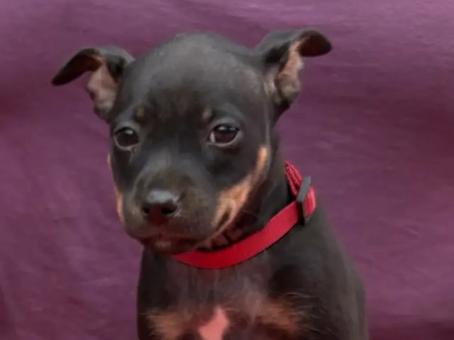 American Hairless Terrier