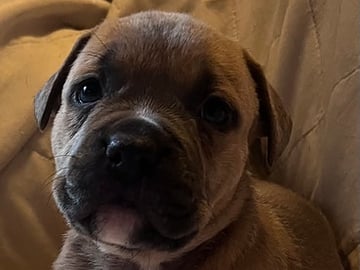 Blandras: American staffordshire terrier, Cane corso, American bully · Enköping · Isabella J.