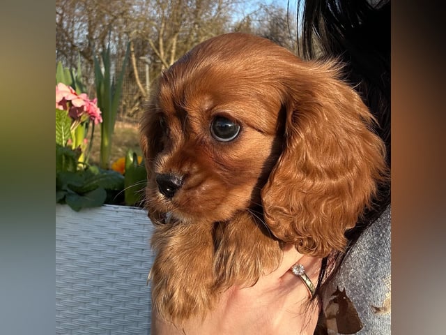 Cavalier king charles spaniel