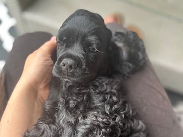 Amerikansk cocker spaniel · Järfälla · LillaFröken