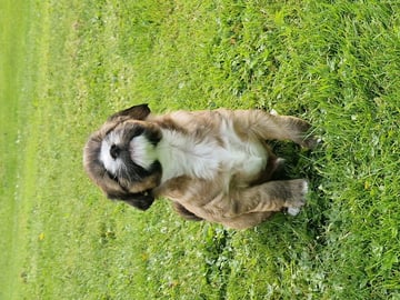 Tibetansk terrier · Halden · Lena Mari Fjeld