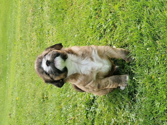 Tibetansk terrier