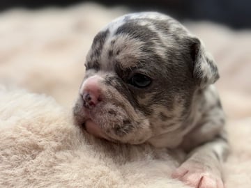 Fransk bulldog · Hörby · Chubby cheeks
