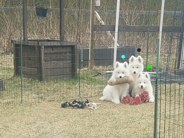 Polarbjörnen's kennel