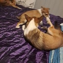 Norsk lundehund