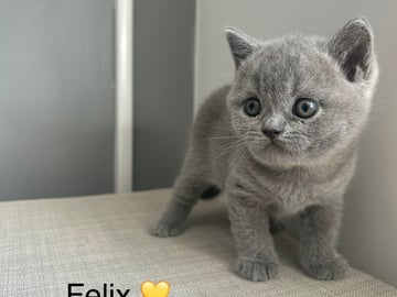 SE* Paws of mischief’s