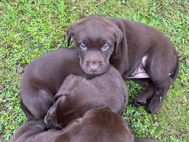 Labrador retriever