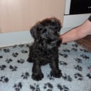 Miniature Schnauzer