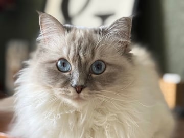 Ragdoll · Växjö · Sofia Å.