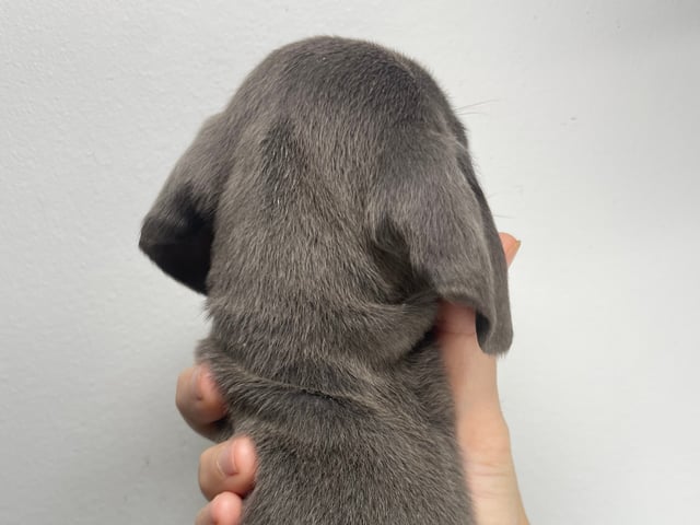 Dachshund