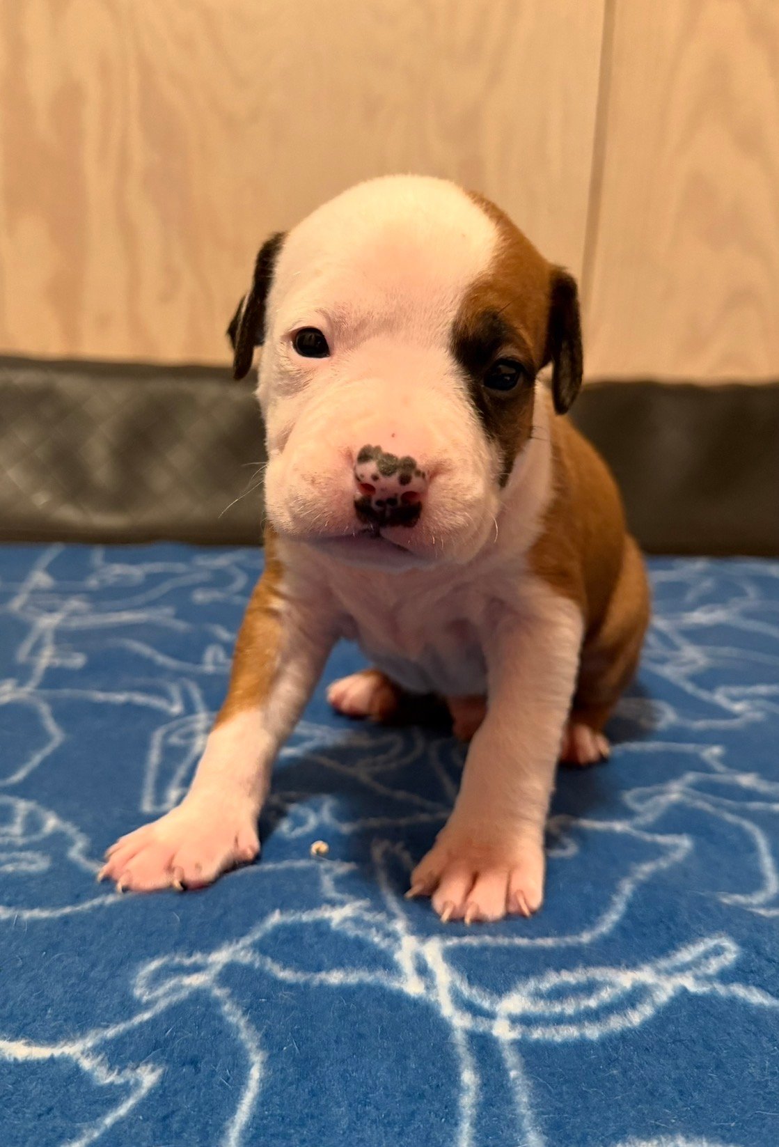 Patrick Nielsen Amstaff