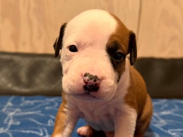 Patrick Nielsen Amstaff