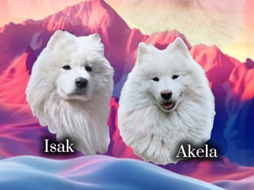 Arctic White Samoyed