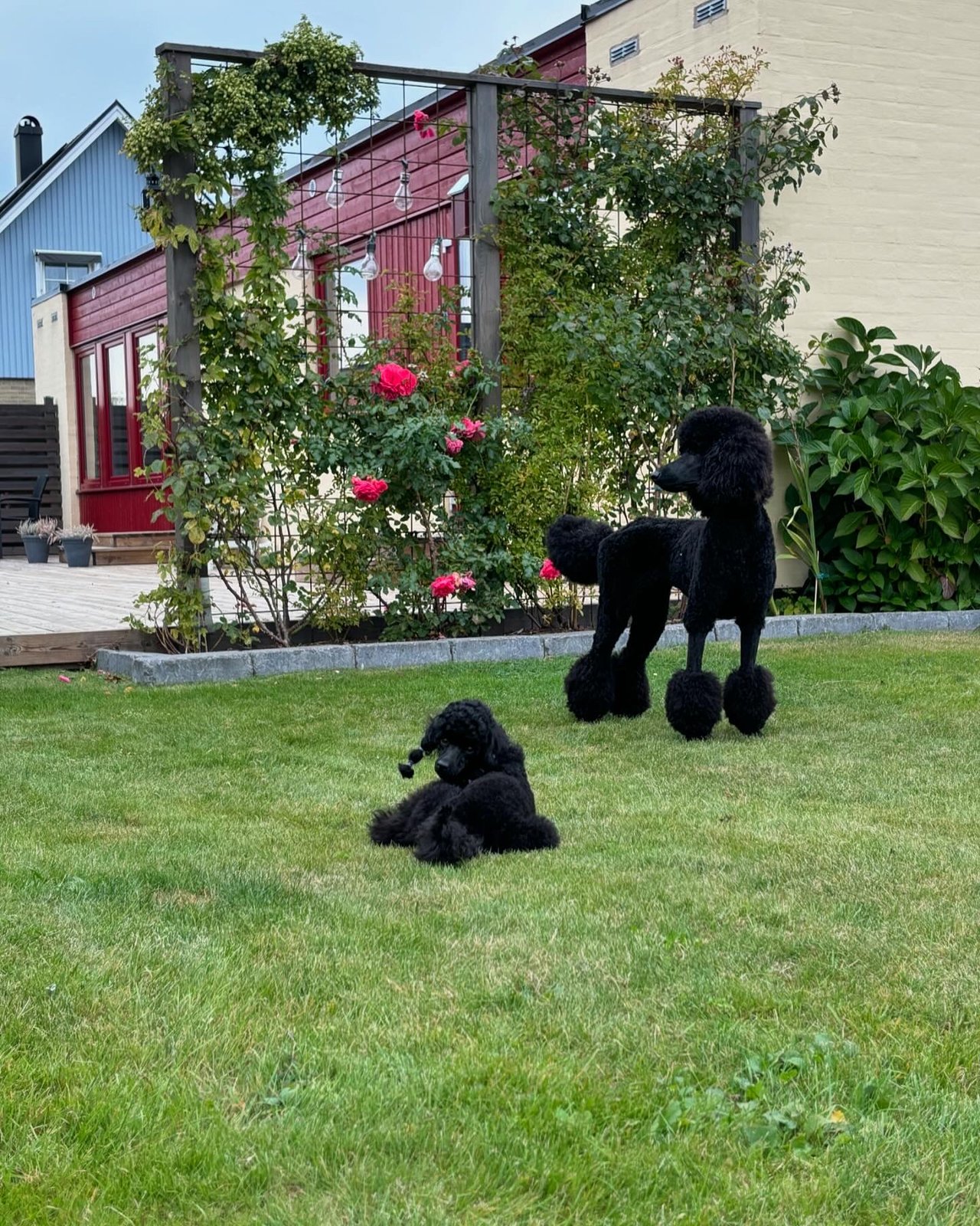 Vindgårdens kennel