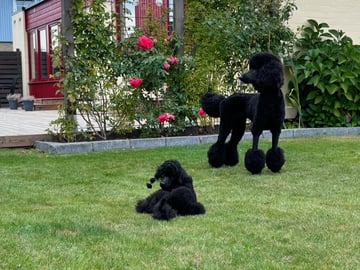 Vindgårdens kennel