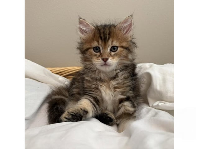 Sibirisk kat