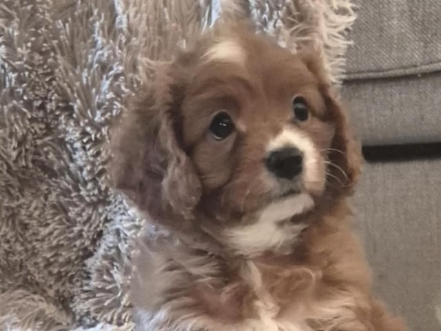 Cavapoo