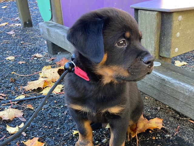 Rottweiler · Oslo · Ayan K.