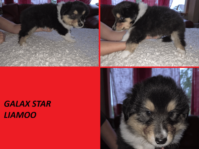 Collie · Blomstermåla · Galax Star