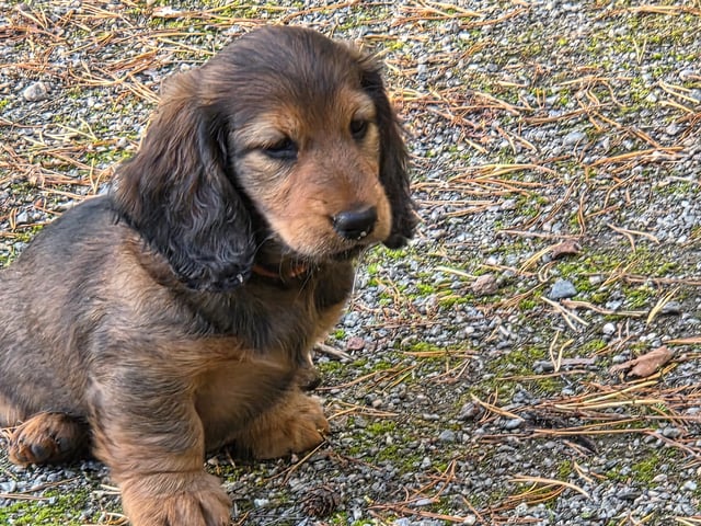 Dachshund · Södertälje · Fyrstjärnans